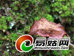 野生菌，拍摄于庆元县百山祖自然保护区