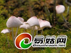 野生菌，拍摄于庆元县百山祖自然保护区