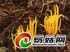 野生菌，拍摄于庆元县百山祖自然保护区