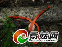 弹指一挥间： 阿氏尾花菌Clathurus archeri (Berk.)Dring（图力古尔摄影）