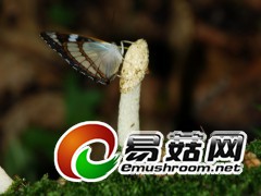 蝶恋菇：白斑迷蛱蝶与黄鬼笔 Phallus costatus (Penz.) Lloyd（图力古尔摄影）