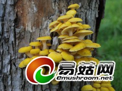 黄金般的蘑菇 ：金顶侧耳Pleurotus citrinopileatus Singer（图力古尔摄影）