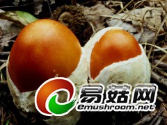 金蛋脱壳：愿中国食用菌事业飞黄腾达（橙黄鹅膏之菌蕾）（图力古尔摄影）