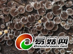 可爱的精灵：白小 鬼伞Coprinellus disseminatus (Pers.) J.E. Lange（图力古尔摄影）