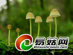 恋人相聚：黄炳小菇Myce na epipterygia (Scop.) Gray（图力古尔摄影）