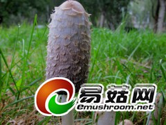 清晨的相遇：毛头鬼伞Copr inus comatus (O.F. Müll.) Pers.（图力古尔摄影）