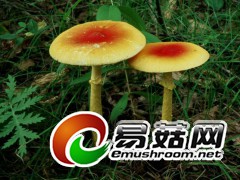 情侣菇：橙黄鹅膏Amanita  hemibapha  (Berk. & Broome) Sacc.（图力古尔摄影）