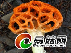 智慧的迷宫 ：黄柄笼头菌Simblum gracile Berk.（图力古尔摄影）