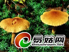 皱纹写在脸上： 皱盖囊皮伞Cystoderma amianthinum (Scop.) Fayod（图力古尔摄影）