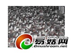 高温香菇931图1