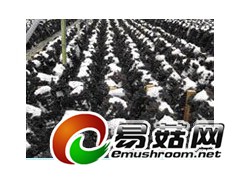 袋料黑木耳新科1号图1