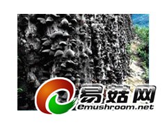 椴木黑木耳新科1号图1