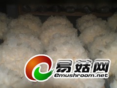 菇农菇事(白木耳)