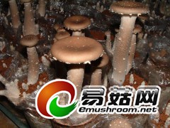 好吃好看（猪肚菇）