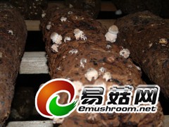 争先恐后(香菇)