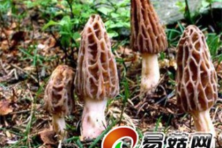 羊肚遠(yuǎn)銷歐洲賽黃金 ()