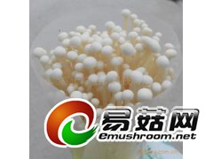 pp防雾膜 保鲜膜 食用菌包装膜 薄膜图3