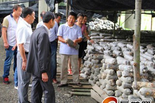旬陽：農(nóng)業(yè)局在金寨鎮(zhèn)譚家院村開辦食用菌專業(yè)職業(yè)農(nóng)民培育班 ()