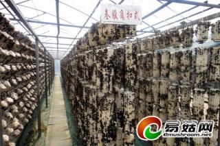 “黑牡丹”住上“高樓” 牡丹江市食用菌領(lǐng)跑全國 ()