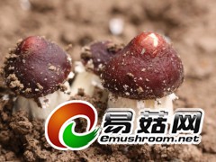 破土而出大球盖菇