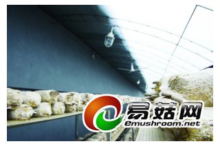 “陰陽棚”首次走進(jìn)農(nóng)博會　西紅柿平菇和葉菜組成“模范好鄰居” ()