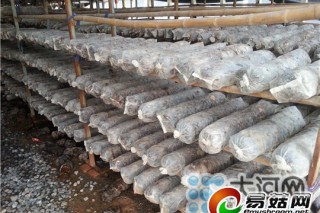 輝縣倉房村香菇種植遠(yuǎn)近聞名 移民收入3年連續(xù)翻番 ()