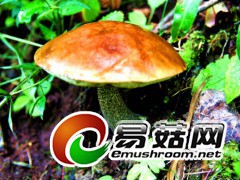 暗黄粘盖牛肝菌  田茂琳摄