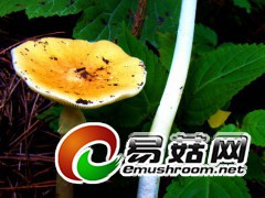 白橙黄鹅膏菌  田茂琳摄