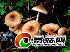 茶褐丝盖伞  田茂琳摄