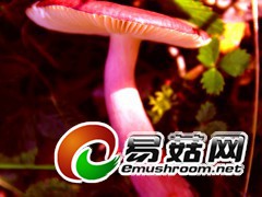 俏红菇  田茂琳摄