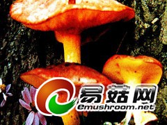 酸味粘盖牛肝菌  田茂琳摄