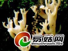 锁冠瑚菌  田茂琳摄