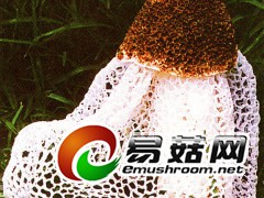 竹荪  田茂琳摄