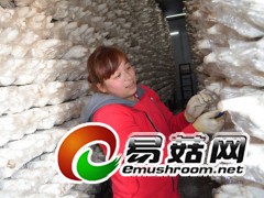 菇农正管理杏鲍菇（李平文摄）