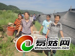 菌花香里说丰年（李平文摄）