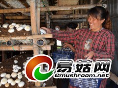 菌农正采摘双孢菇（李平文摄）