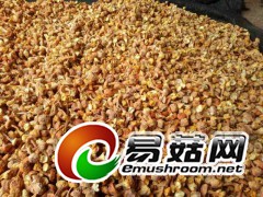 姬松茸新货上市图1