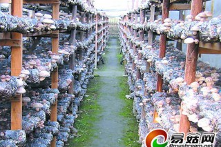 千里房陵“菇”事多——房縣大力發(fā)展食用菌產(chǎn)業(yè)紀(jì)略 ()