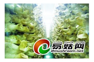 杏鮑菇界堅(jiān)持“計(jì)劃生育”只能生一胎 ()