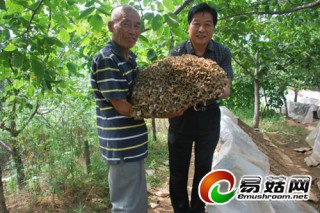 15.6公斤栗蘑“菇王”現(xiàn)身北京昌平慈悲峪村 ()