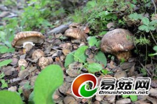 四川雅江依托食用菌產(chǎn)業(yè)發(fā)展藏區(qū)特色經(jīng)濟(jì) ()