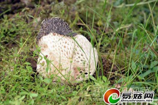 長寧竹蓀喜豐收 畝產(chǎn)2萬余元 ()