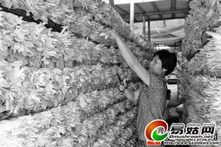 玉林食用菌產(chǎn)業(yè)呈現(xiàn)蓬勃發(fā)展之勢 效益喜人受關(guān)注 ()