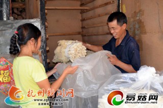 竹蓀成為宜黃農(nóng)民致富的“金蘑菇” ()