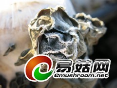 高海拔地区早晨的黑木耳