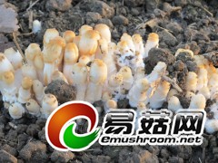 刚出土的鸡腿菇