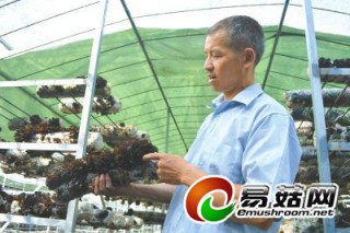 薛向陽和他的“向陽2號”菌種 ()