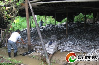 連續(xù)大雨 慶元縣近900萬段黑木耳受損 ()