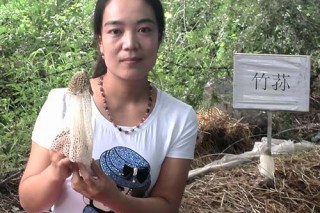 新疆瑪納斯縣首次試種珍稀食用菌——竹蓀獲成功 ()