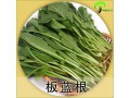 彝家山珍野诚招野生菜加盟商 供应野菜食材 野菌加盟商